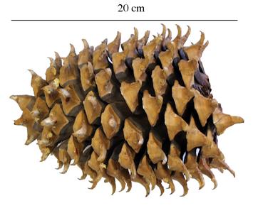 Coulter pine cone