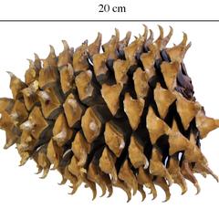 Coulter pine cone