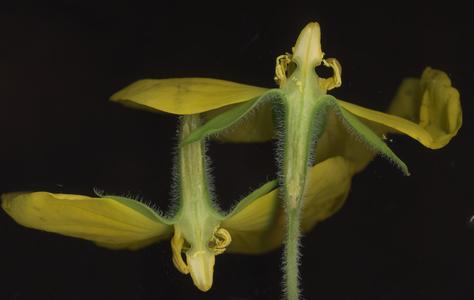 Longitudinal section of a flower of Ludwigia