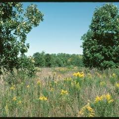 Southwest Grady savanna area with goldenrod in bloom, University of Wisconsin Arboretum