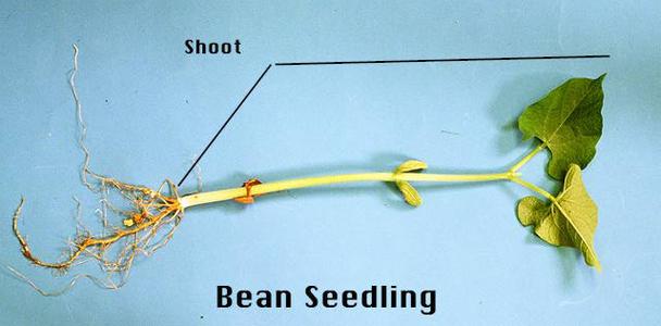 Bean seedling with shoot system labeled