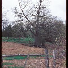 View of tree with roots exposed by erosion due to overgrazing