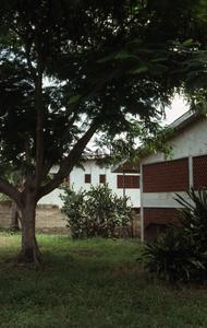 Tree in Agbo Folarin's yard