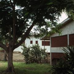 Tree in Agbo Folarin's yard
