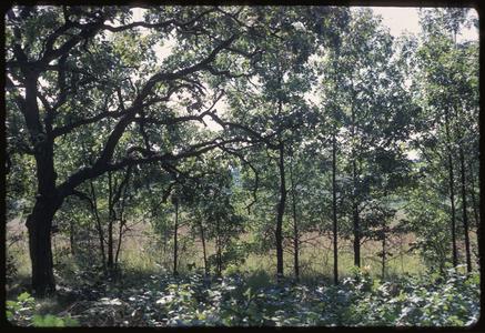 Open grown oak with young oaks, edge of Green Prairie, University of Wisconsin Arboretum