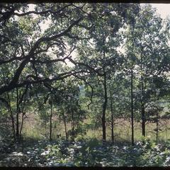 Open grown oak with young oaks, edge of Green Prairie, University of Wisconsin Arboretum
