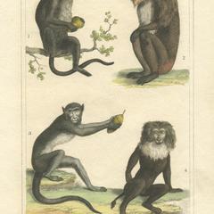 Old World Monkeys Print