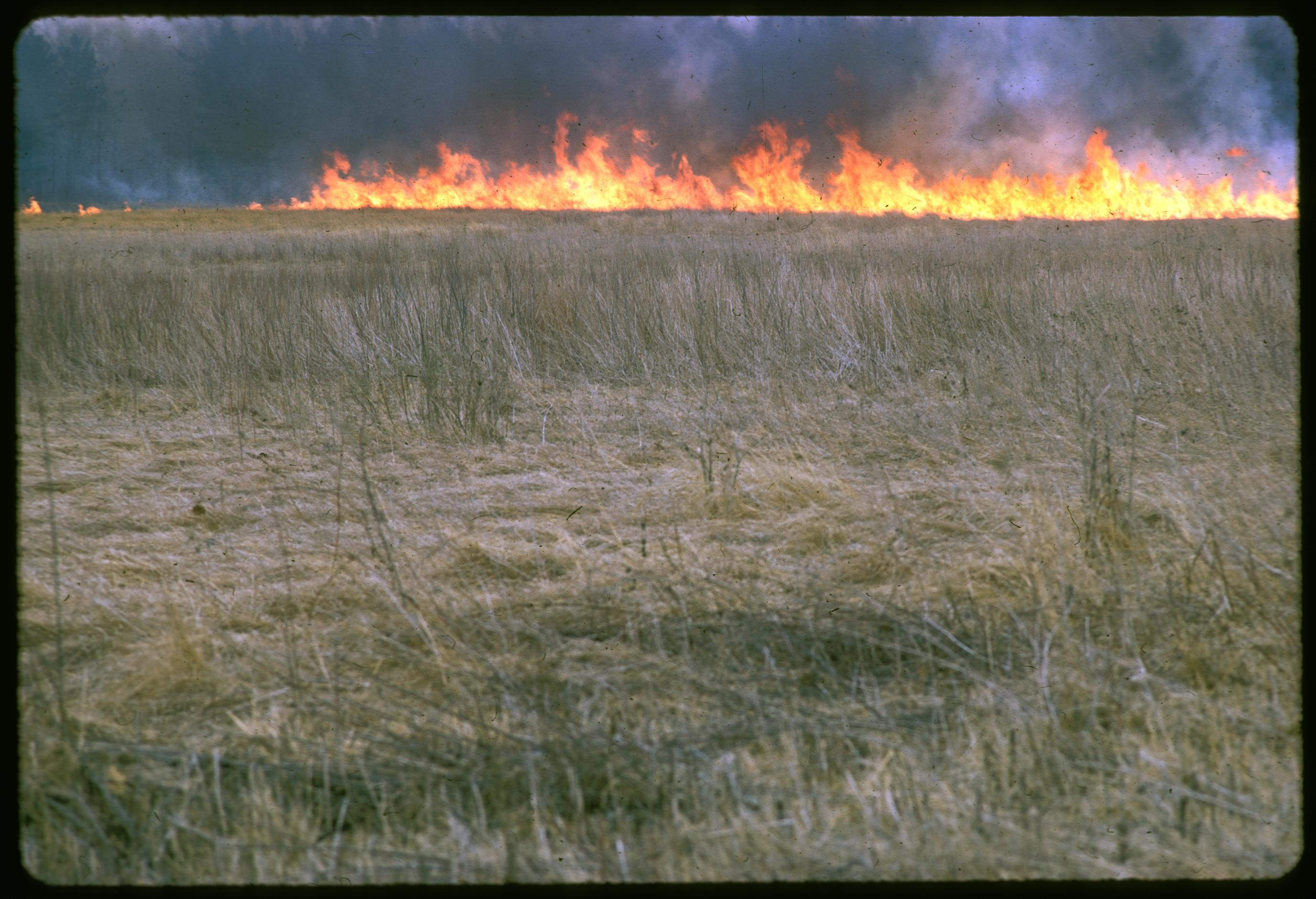 ‎Prairie fire in early spring UWDC UW Madison Libraries