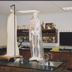 Two skeletons on a table in lab classroom