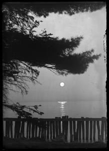Kemper Hall - moonlight under the pine