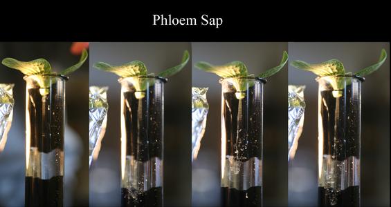 Phloem sap streaming from a cut stem of Cucurbita as seen in four stages