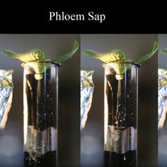 Phloem sap streaming from a cut stem of Cucurbita as seen in four stages