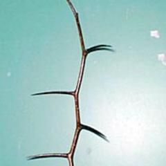 Modified shoots - thorns of hawthorn