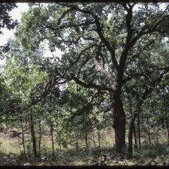 Open-grown oak with young oaks near Greene Prairie, University of Wisconsin–Madison Arboretum