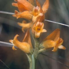 Close-up of orange orchid flowers, Tres Cumbres