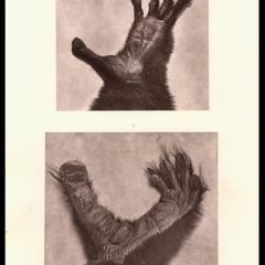 Milne-Edwards' Sifaka Hand and Foot
