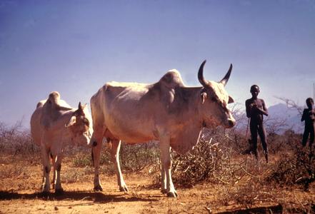 Cattle and Karamojang Herdsmen
