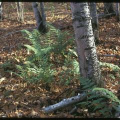Marginal shield fern in northern forest