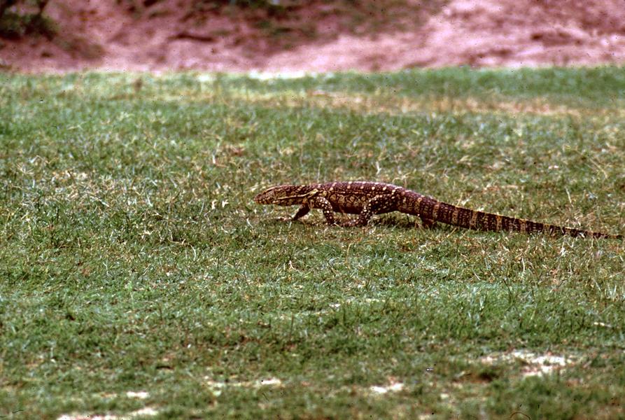 ‎Monitor Lizard in Queen Elizabeth Park UWDC UWMadison Libraries