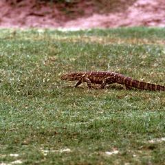 Monitor Lizard in Queen Elizabeth Park