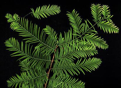 Leafy branch of dawn redwood