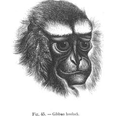 Gibbon hoolock