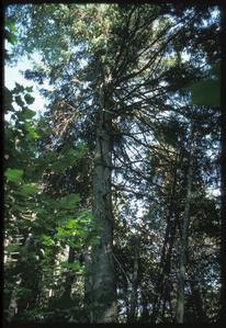 Large Picea glauca in a northern forest