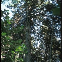 Large Picea glauca in a northern forest