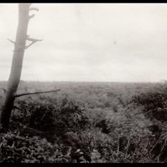 Panorama of densely wooded area