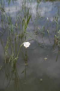 Flower of an aquatic species of Datura