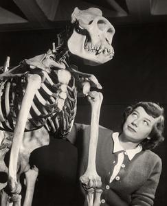 Barbara Hughes with gorilla skeleton