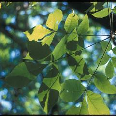 Shagbark hickory leaves at University of Wisconsin Arboretum