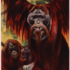 Orangutan Print