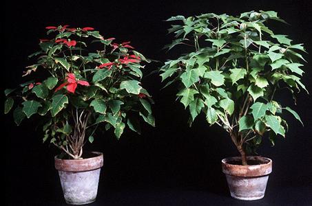 Photoperiodism - poinsettia - the long day treatment is on the right