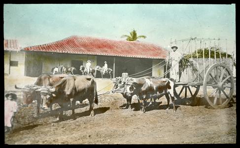 Ox cart with four oxen, Cuban