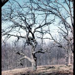 Bur oak, Observatory Woods