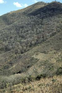 Hills with very dry tropical forest, between Chiquimula and Zacapa