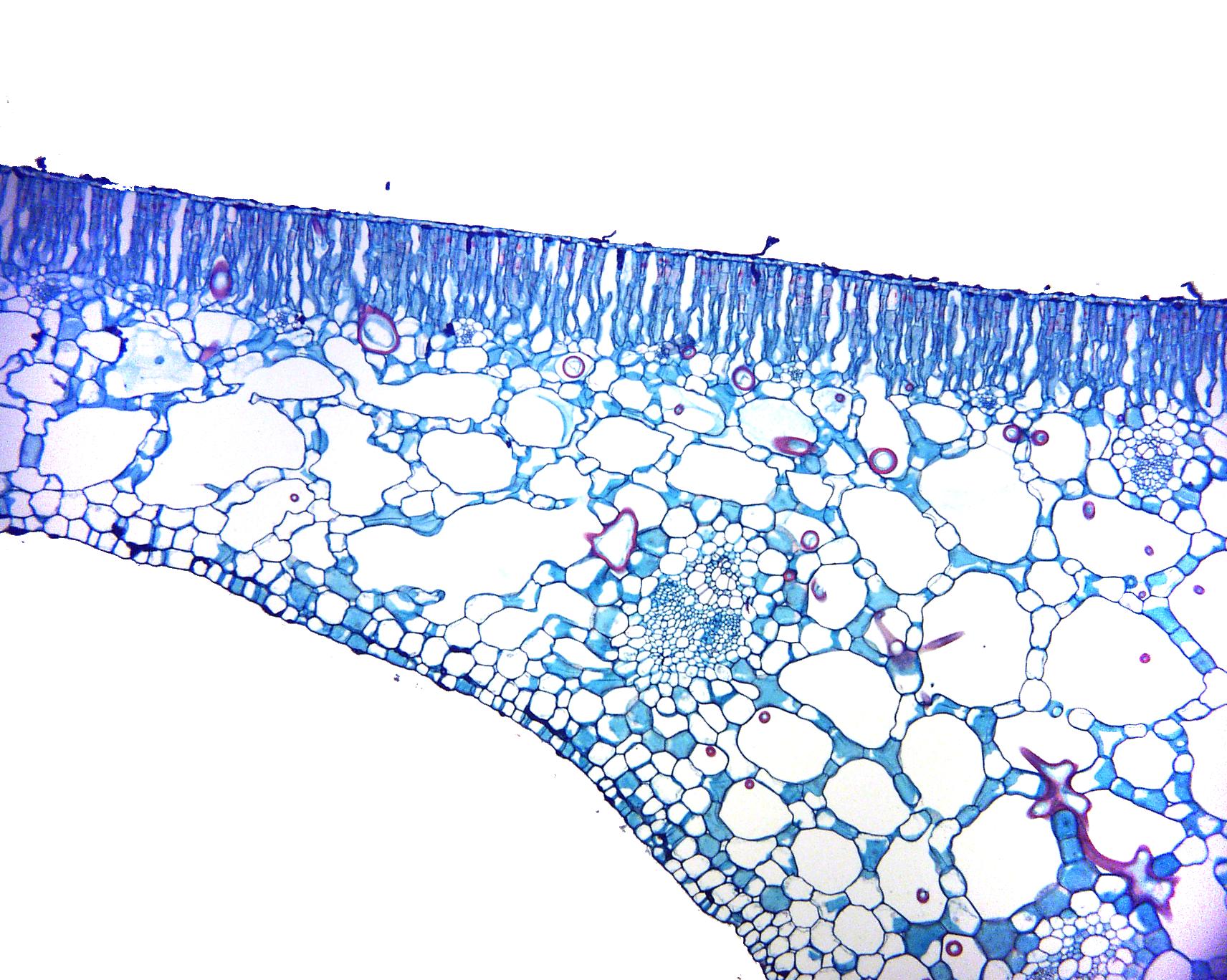 cross-section-through-a-water-lily-leaf-uwdc-uw-madison-libraries