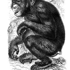 Seated Chimpanzee Print