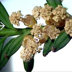 Microsporangiate cones of Japanese yew