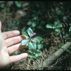 Polygala paucifolia in bloom