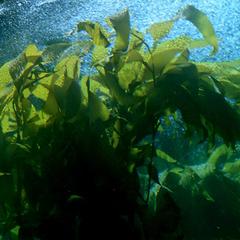 Macrocystis growing at Monterray Aquarium - view 2