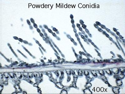 Conidia of powdery mildew on blue grass leaf