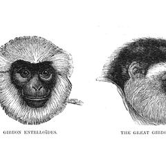 Gibbon Entelloides and The Great Gibbon