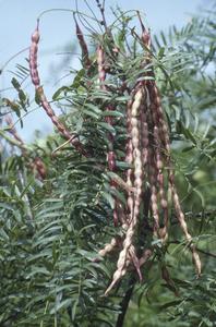 Prosopis with fruits, Aransas National Wildlife Refuge