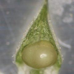 Microsporophyll from a dissected strobilus of Selaginella