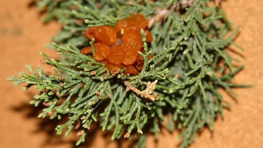 Cedar apple rust - infection on juniper