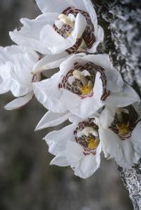 Odontoglossum cervantesii orchid, Sierra de Manantlán