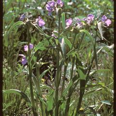 Tradescantia ohiensis in bloom, West Grady Knoll, University of Wisconsin Arboretum