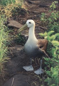 Waved Albatross (Diomedea irrorata)